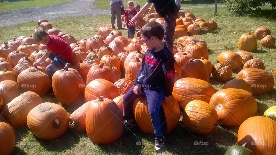 Pumpkin, Fall, Thanksgiving, Halloween, Pasture