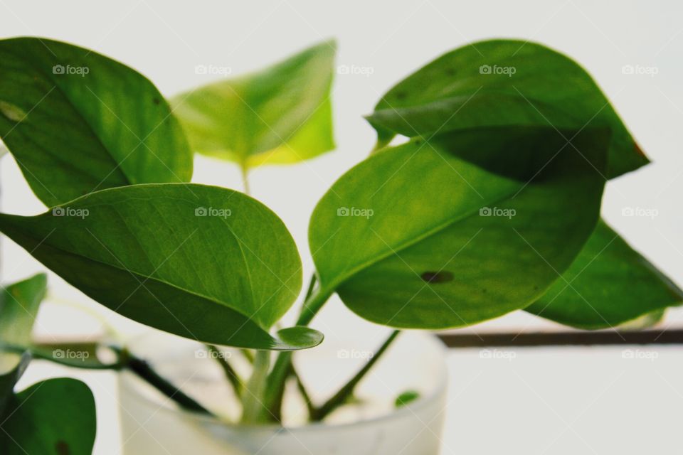 The money plant. A pic of a money plant on close up. Full of greenery and tropical vibes