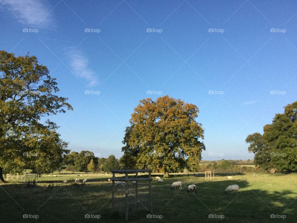 Field. Sheep in field 