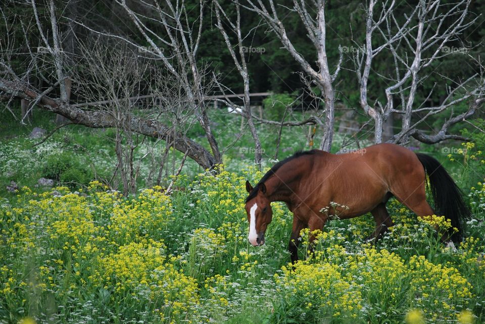 Pasture
