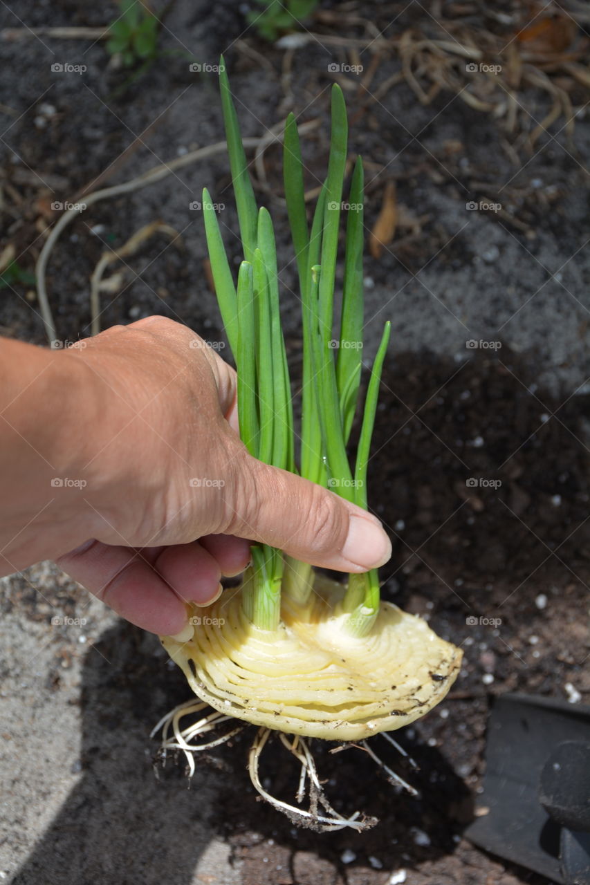 Growing onions from kitchen scraps