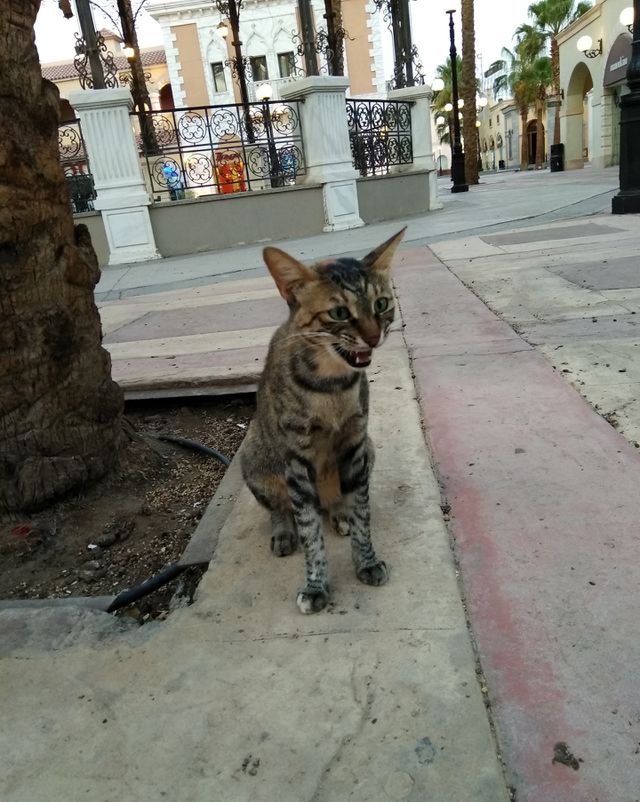 cat
