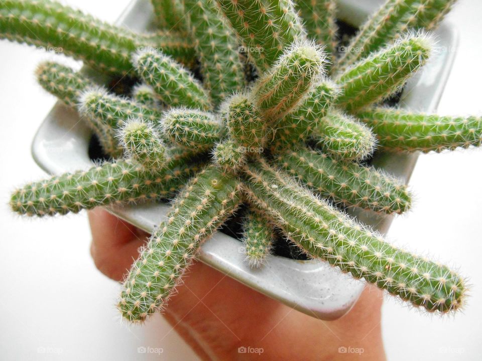 Person holding cactus plant