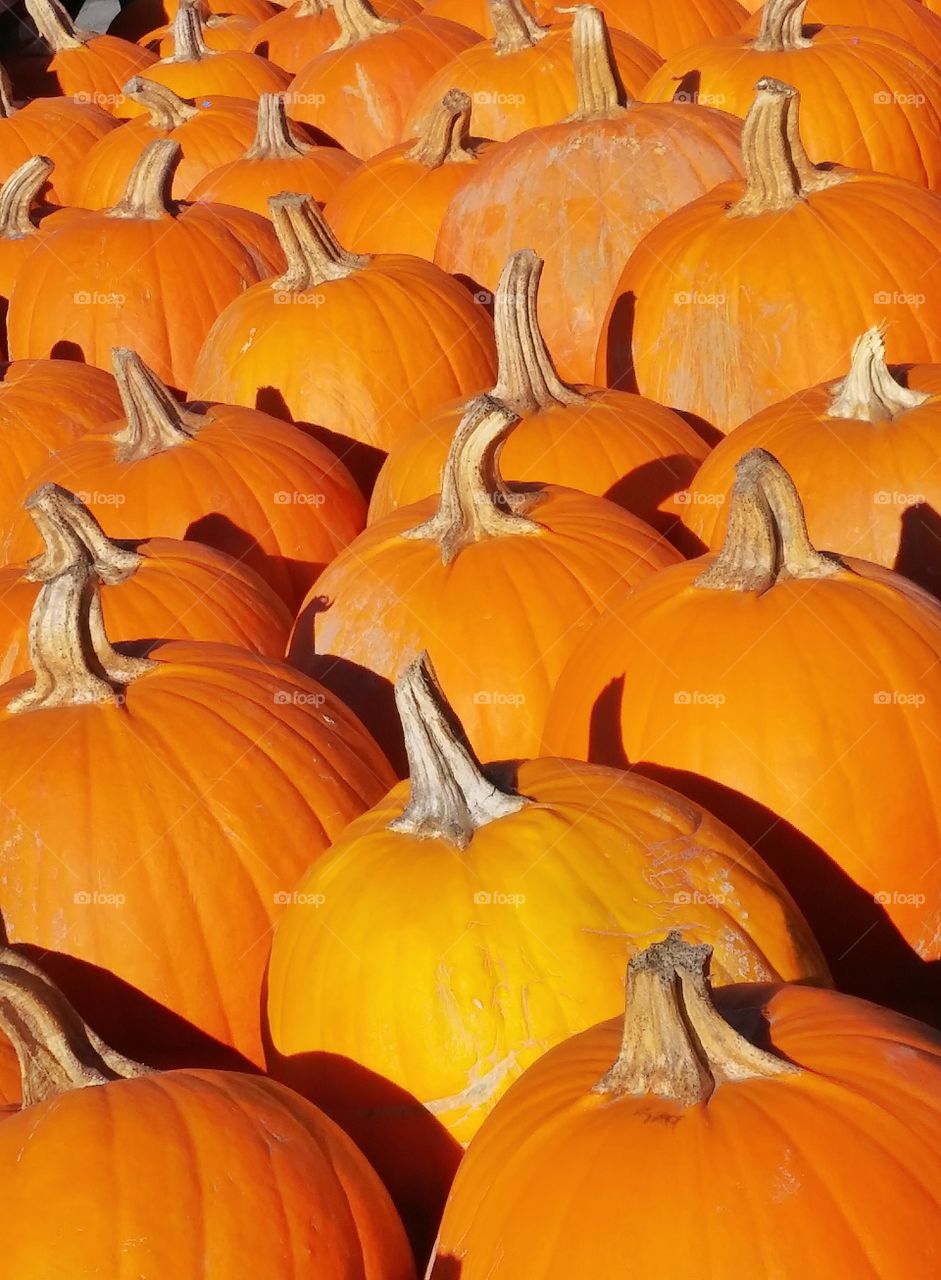 Sea of Pumpkins