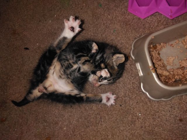 No Person, Mammal, One, Cat, Food