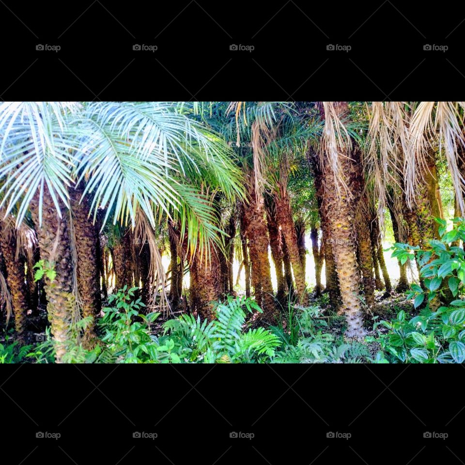 roça de palmeiras Phoenix roibilli