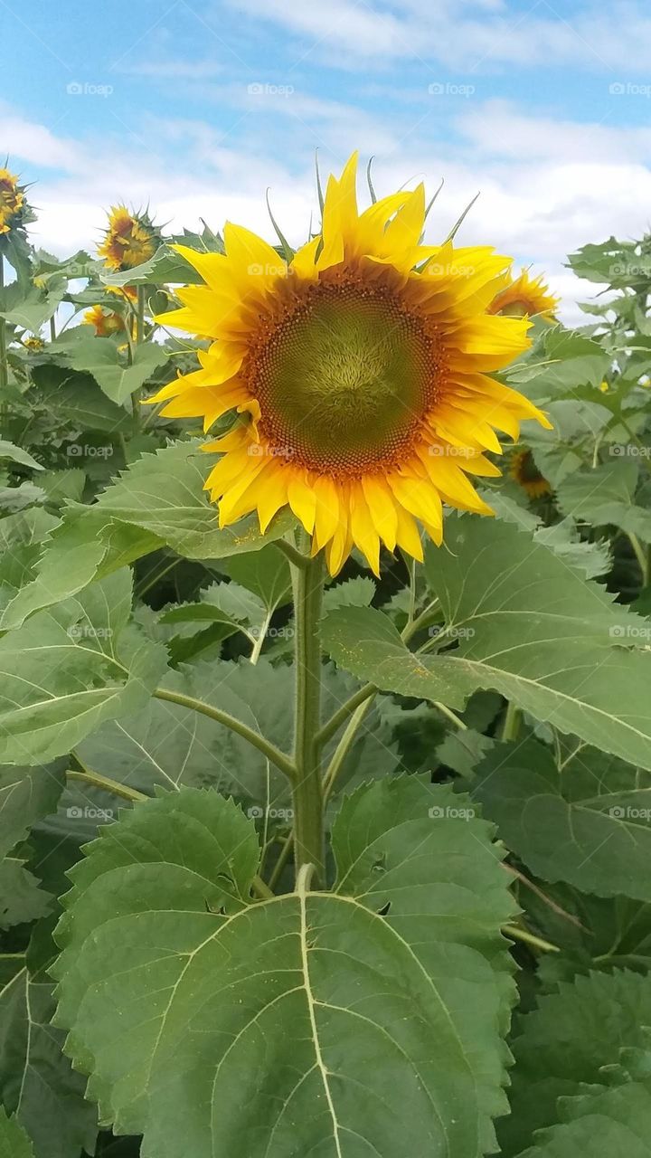 Sunflower