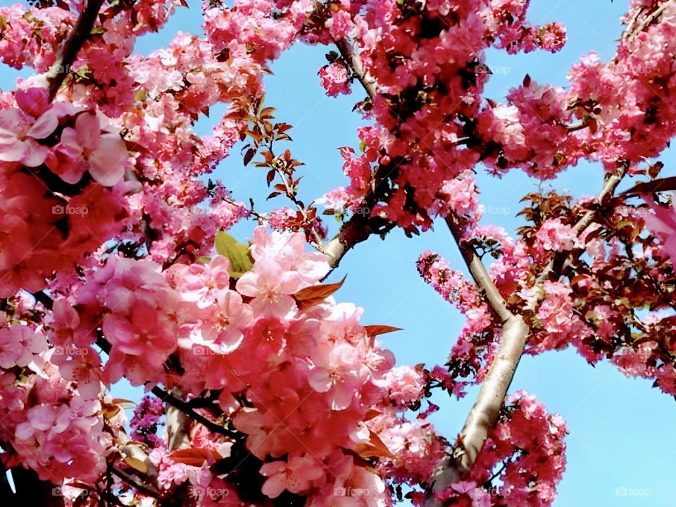 Pink Flowers underground blue sky 