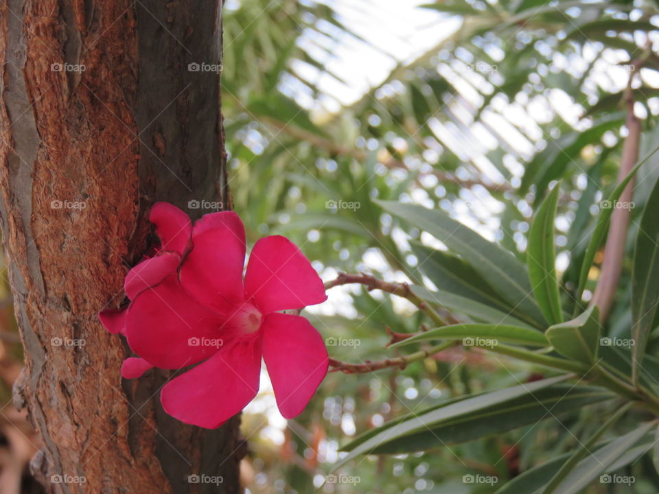 Pink flower