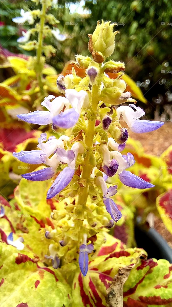 Plectranthus scutellarioides