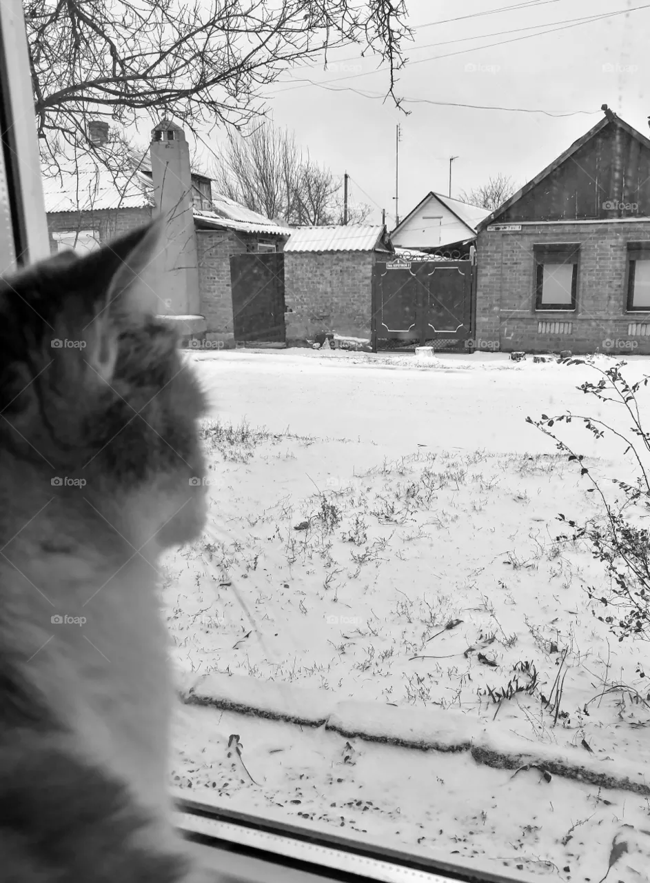 Cat on the window
