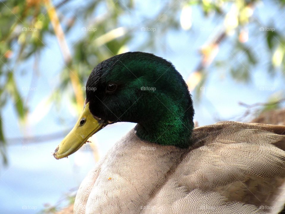 duck