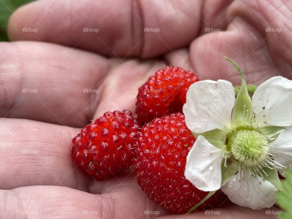 wild strawberries