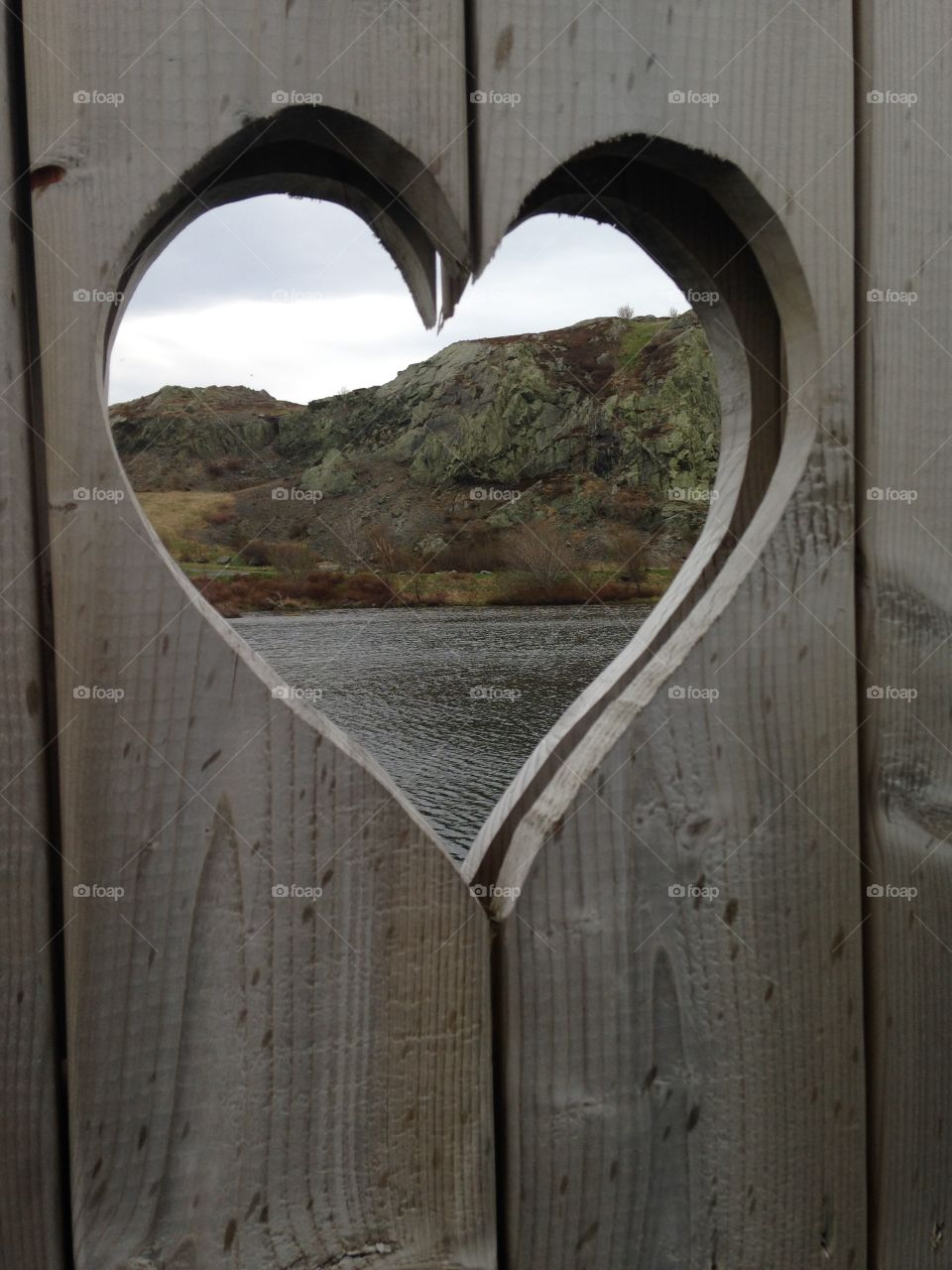 Newfoundland Love