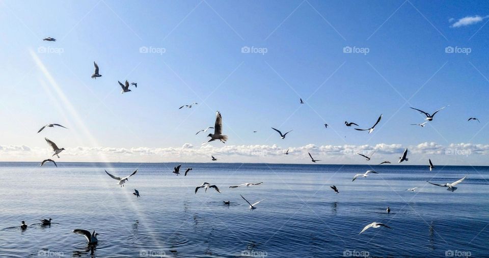 Flying 🕊️🕊️🕊️🕊️