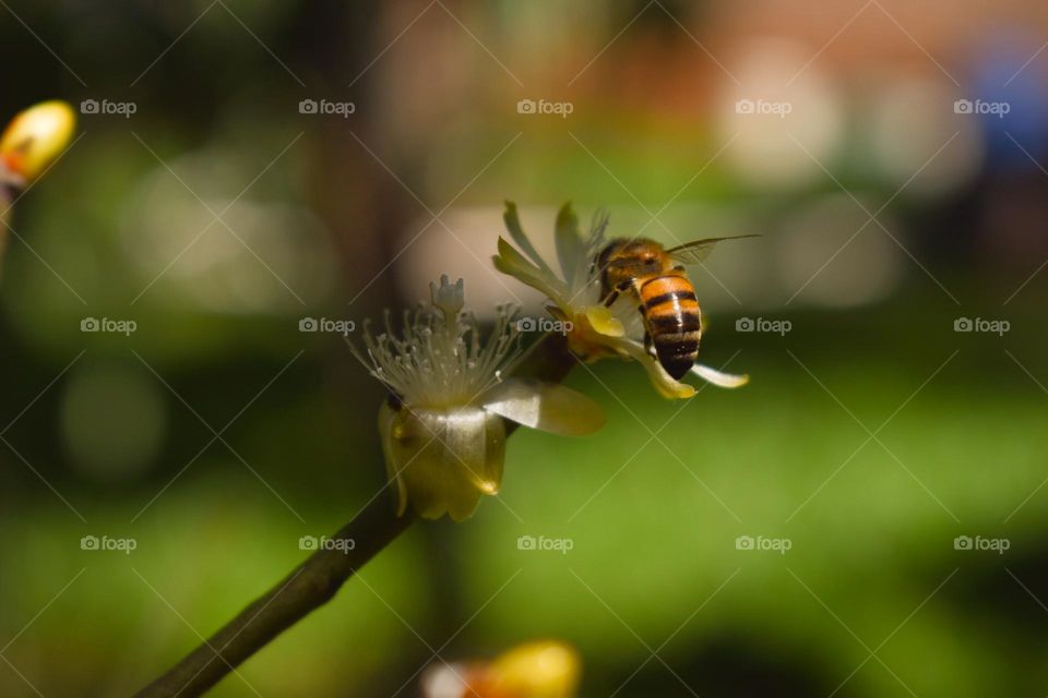 Bee on flower/Abelha na flor.