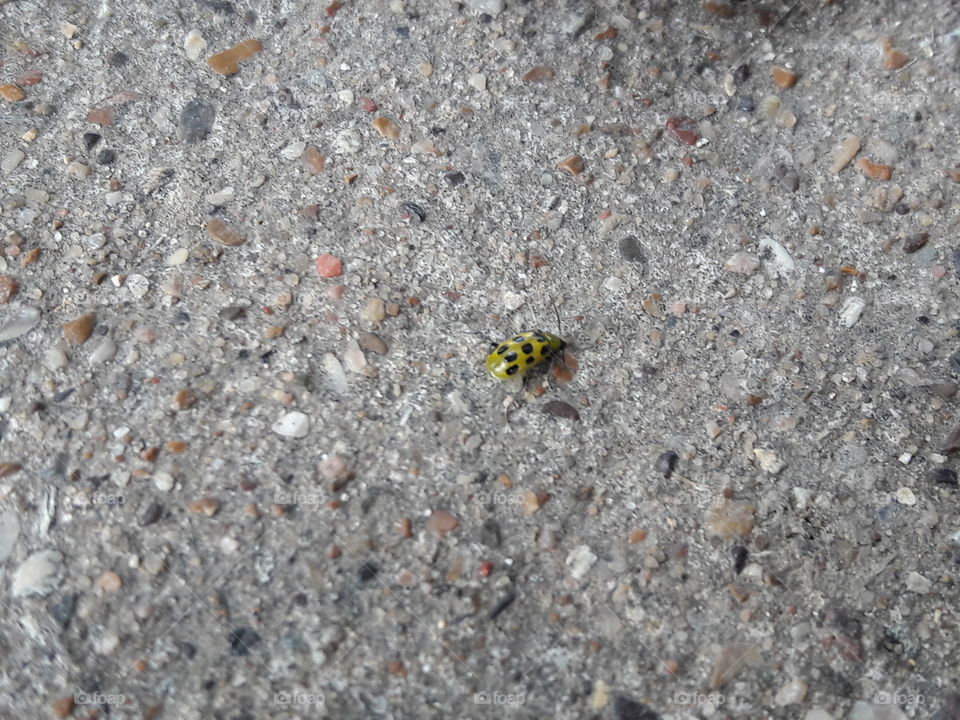 Yellow lady bug