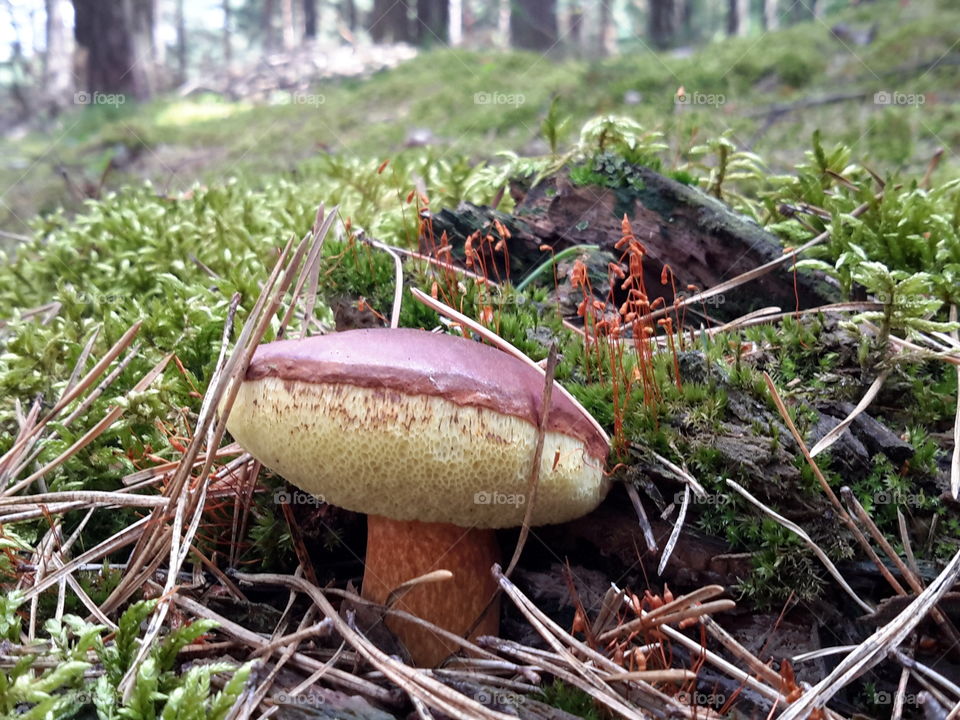 Mushroom. Summer mushroom. My first mushroom in 2016. Forest. Zielona Góra. Poland