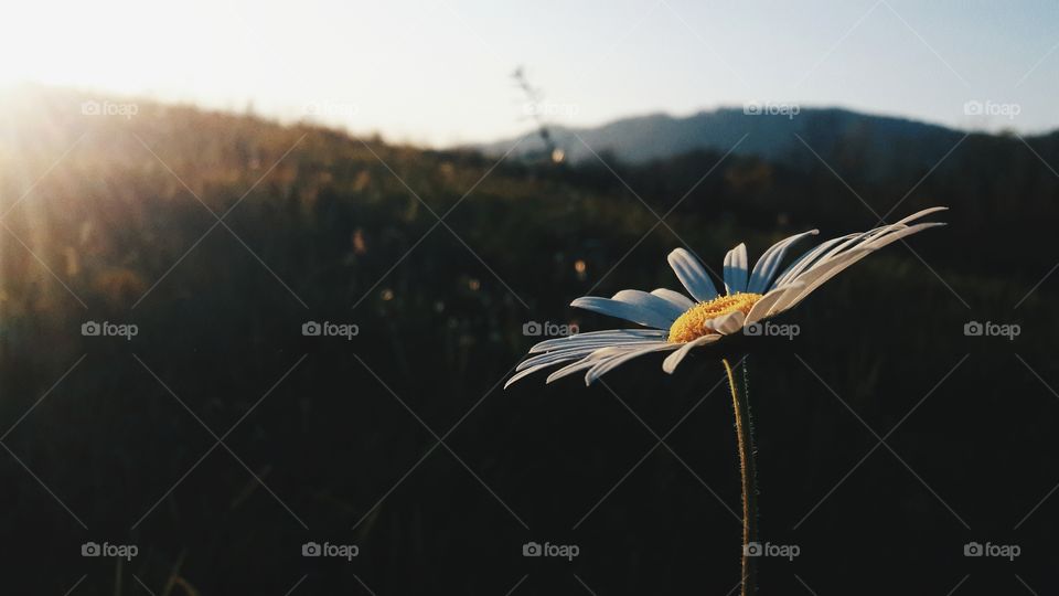 Sunshine and white flower