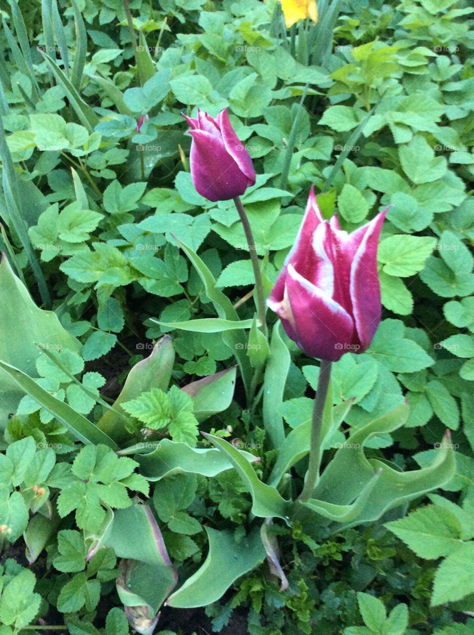 Purple Tulip 💜
