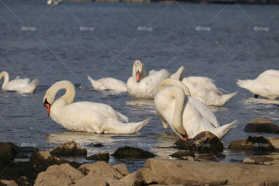 Flock of swans