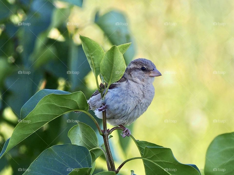 Sparrow