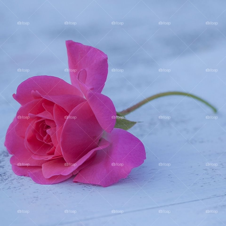 pink flowers, rose