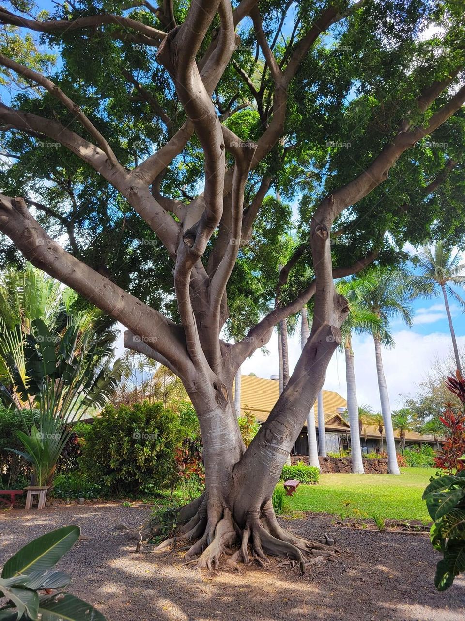 Beautiful tree in Hawaii 