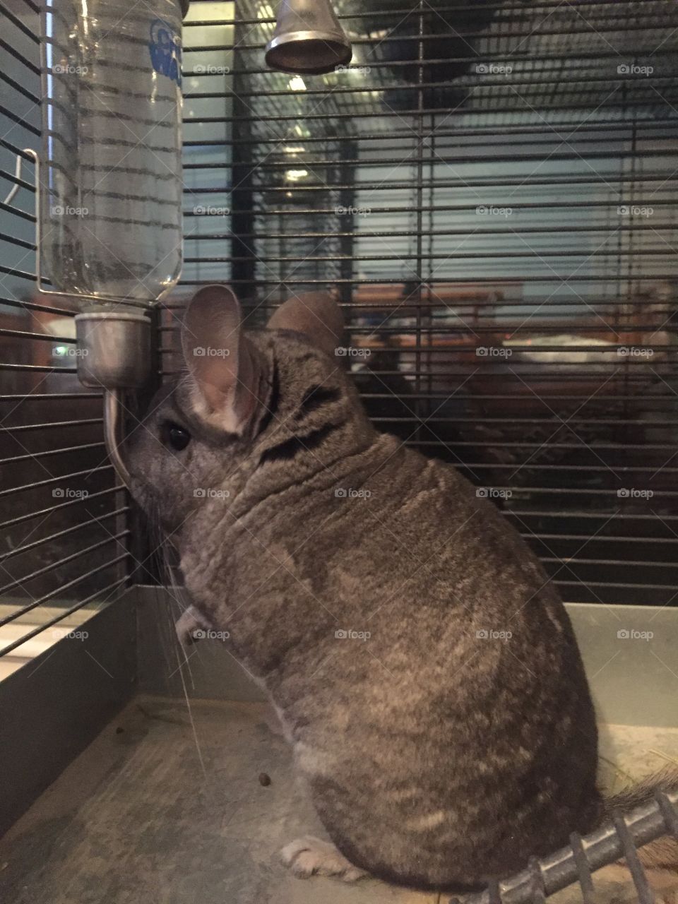 Chinchilla