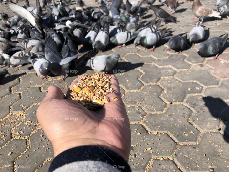 Im feeding a flock if pigeons 