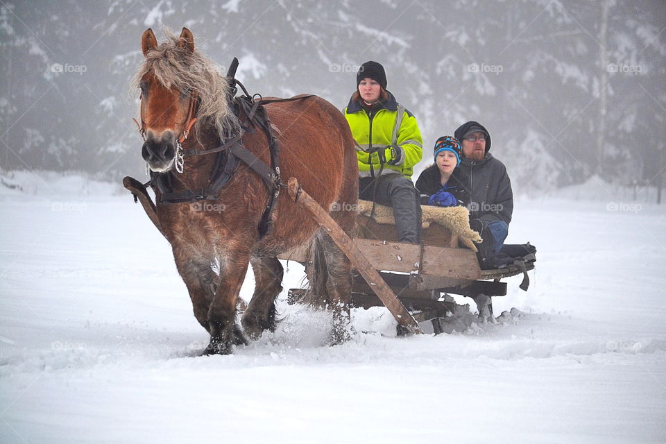Woman riding horse sledge in winter