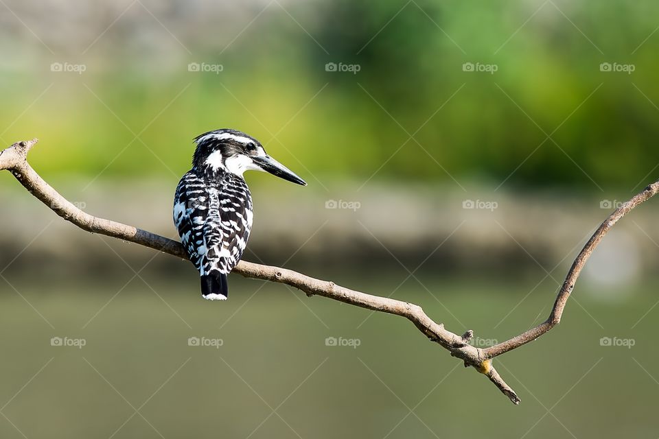 Pied Kingfisher 