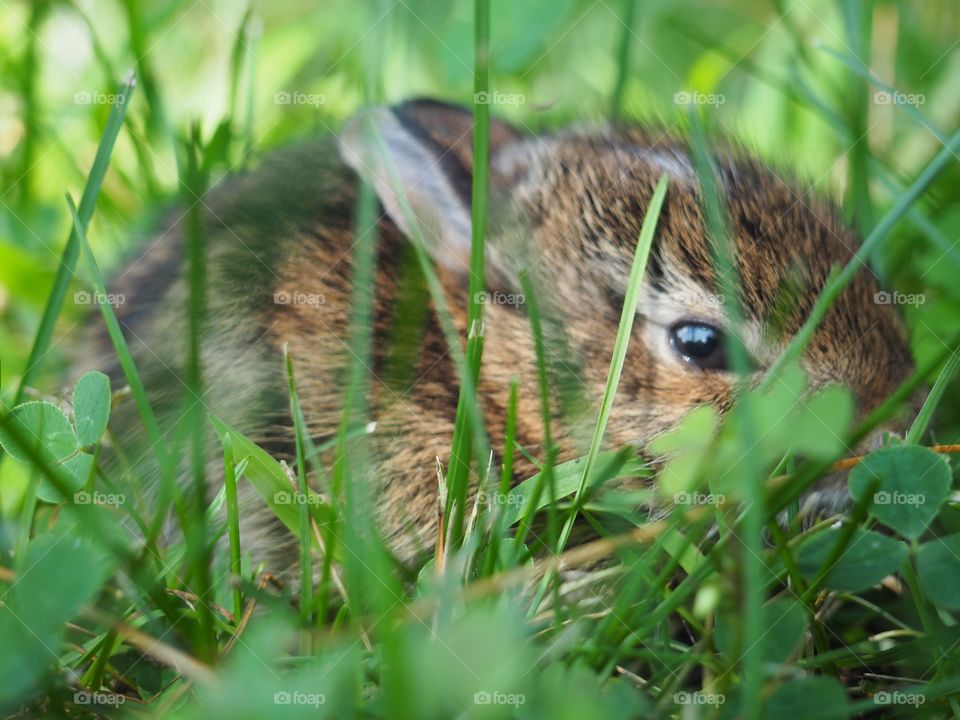 Bunny 