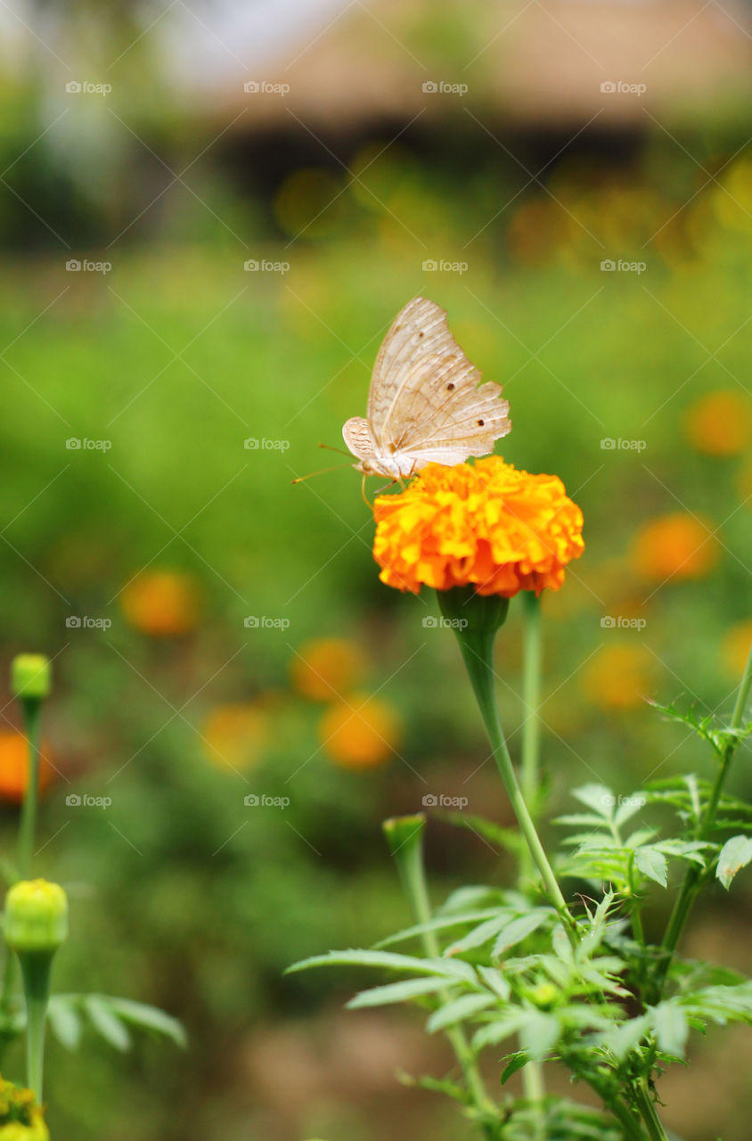 white butterfly on the flower