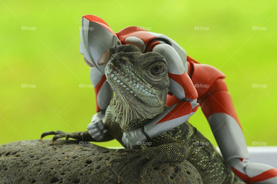 Ultraman Fight The Monster
Toys Photography
Iguana
Conceptual

Taken with Canon 1200D and Canon EF 100 mm F2.8 Macro Lens
This photo taken at Semarang, Central Java, Indonesia

Just for second
This Iguana look very friendly, so Ultraman didn't actually fight her..
Its look like a friendship..