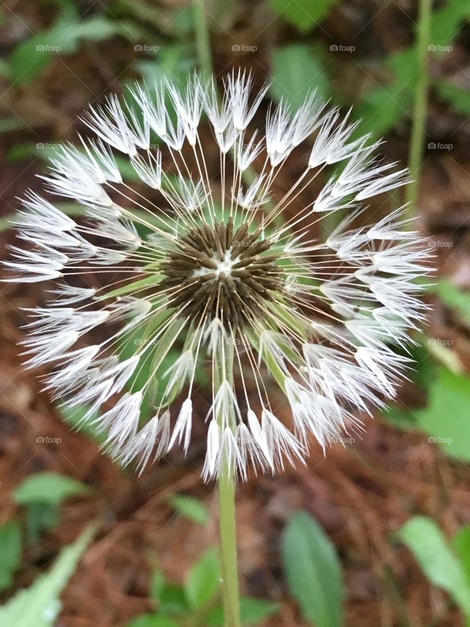 A spring dandelion in Maine.
