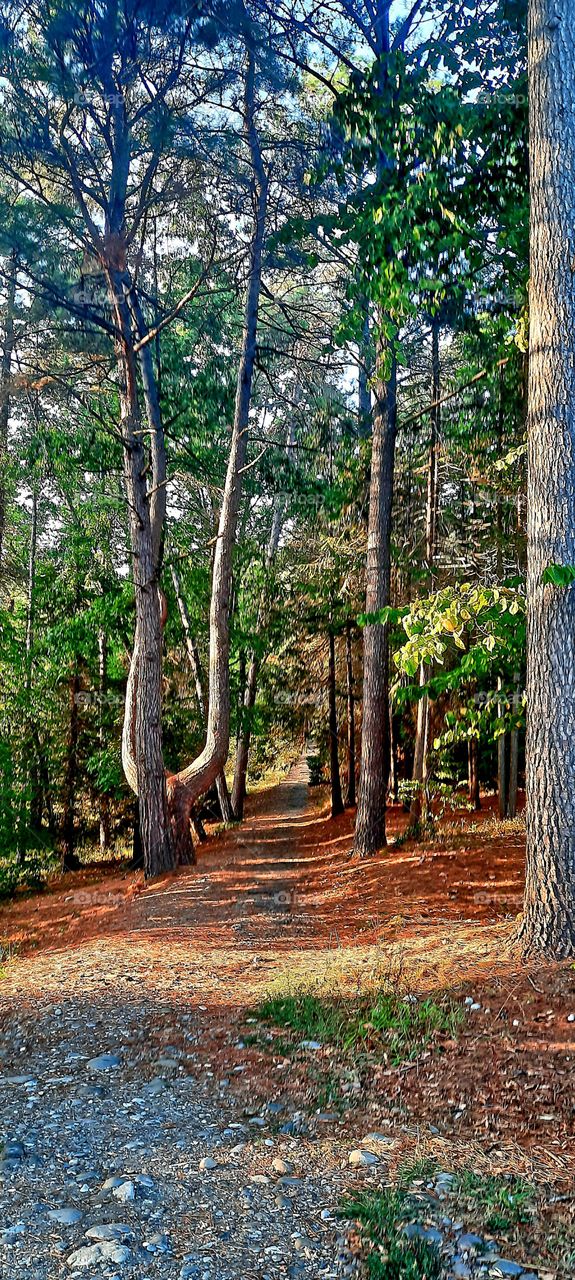 Forest Road