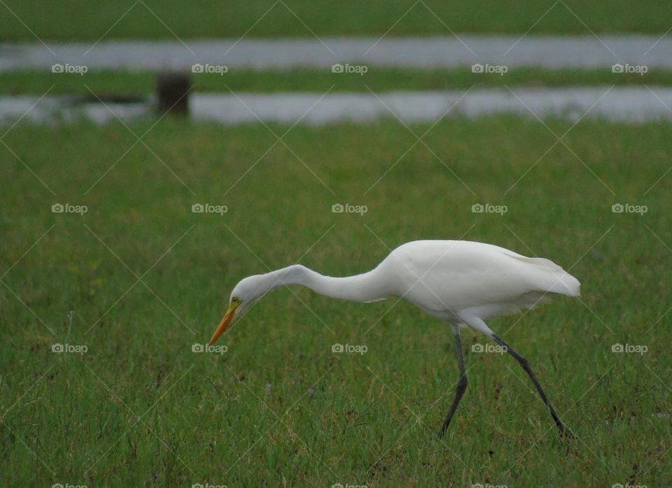 Feeding. Being one important activity for species to do. The great egret doing it together with others for one community of egret, or just waterbird at the wetland of grass. Krustacea, fishes, amphibia be more important to them for eaten.