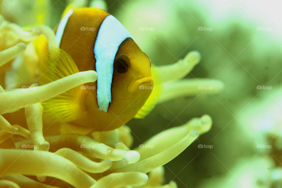 Fish in the andaman sea