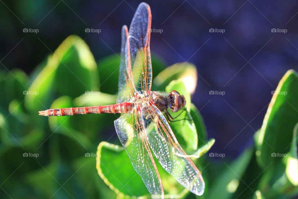 Dragonfly on plant