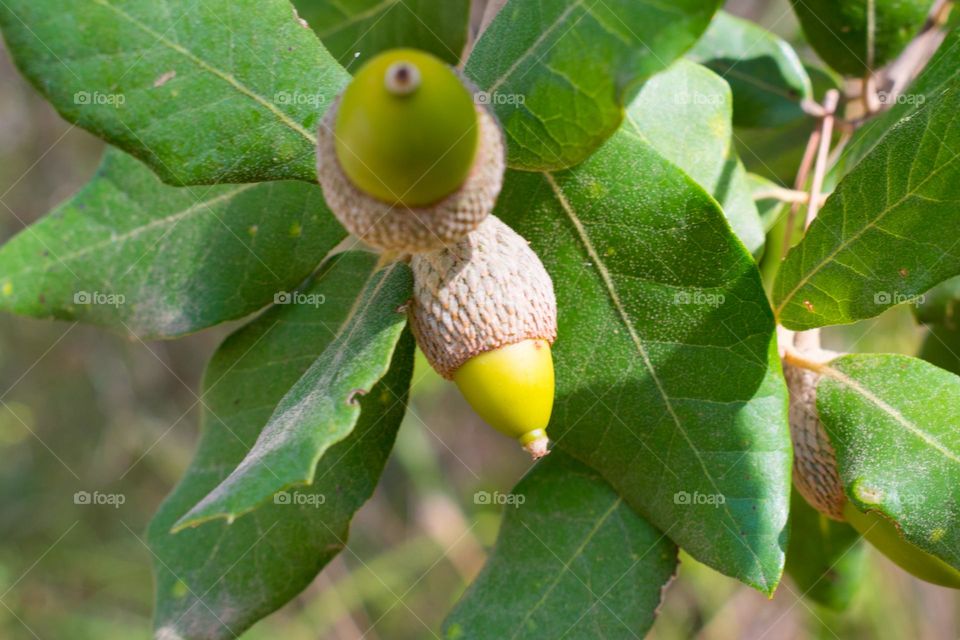 Close-up image of acorns at a holmoak tree (Quercus ilex).