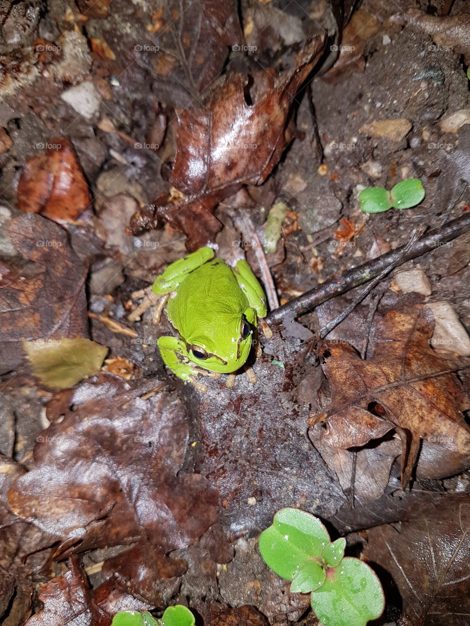 A Green Frog