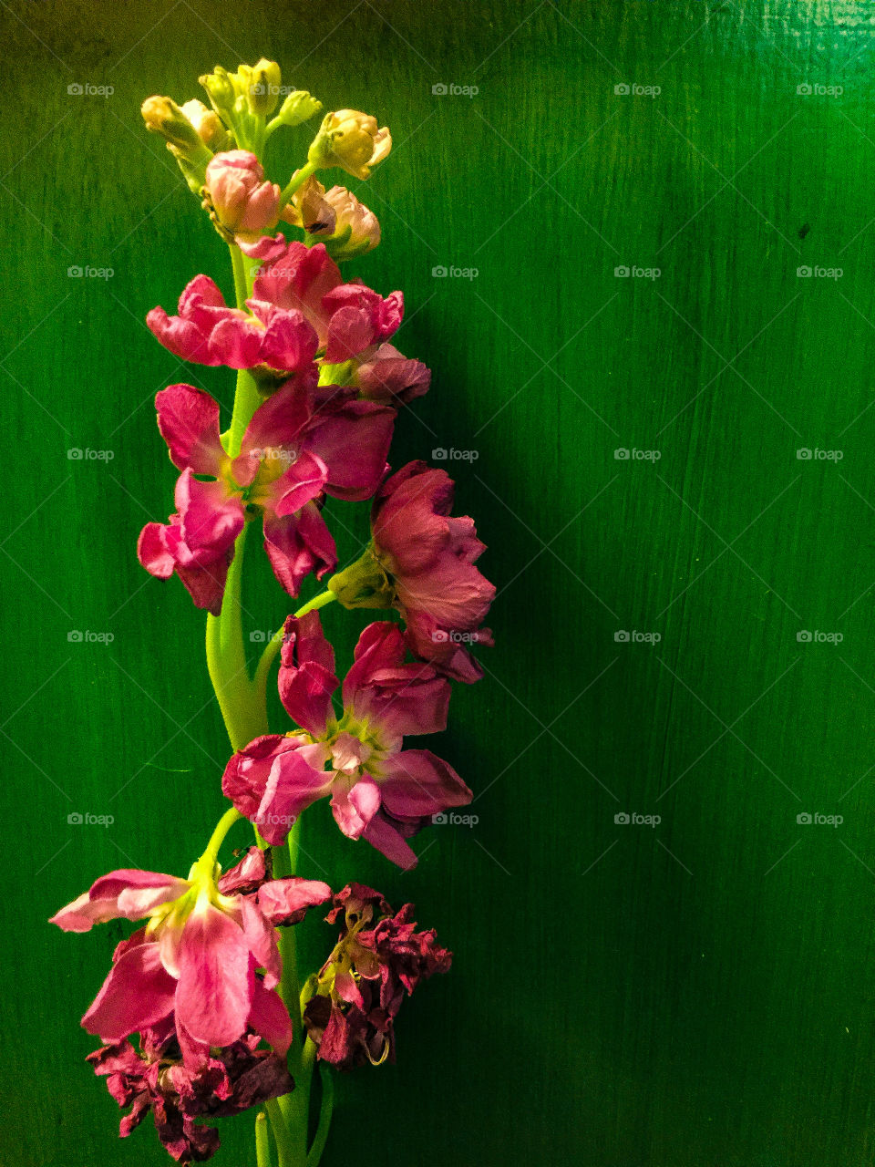 Vibrant pink flowers against neon green background 