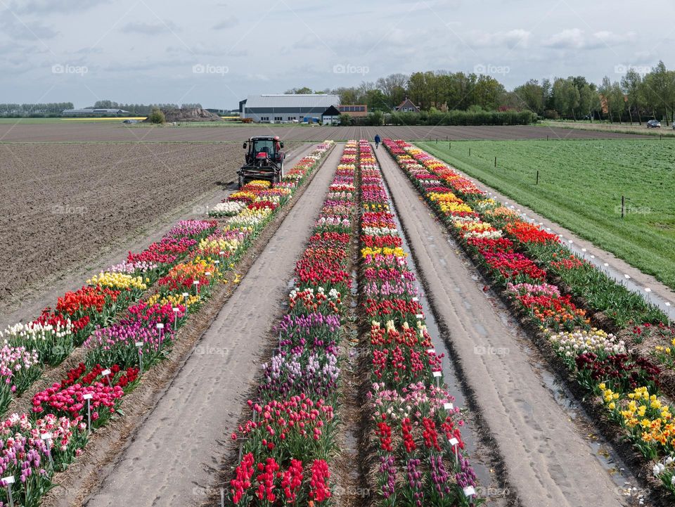 Tulip fields in The Netherlands. Coloured fields with tulips!  Variety of colors. Red, yellow, purple, white, pink tulips. Tractor on the field, flat countryside. Spacious country