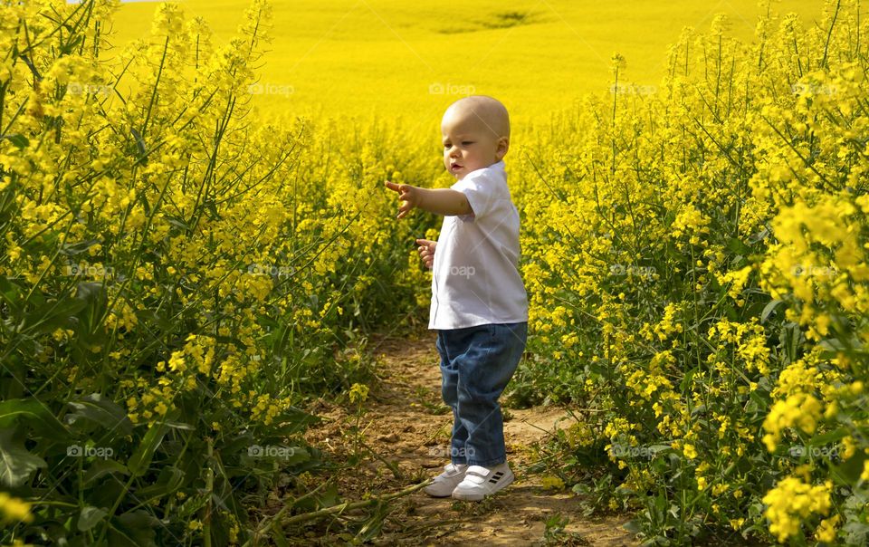 A small, bald boy in a field with blooming rapeseed on a warm, sunny, spring day.