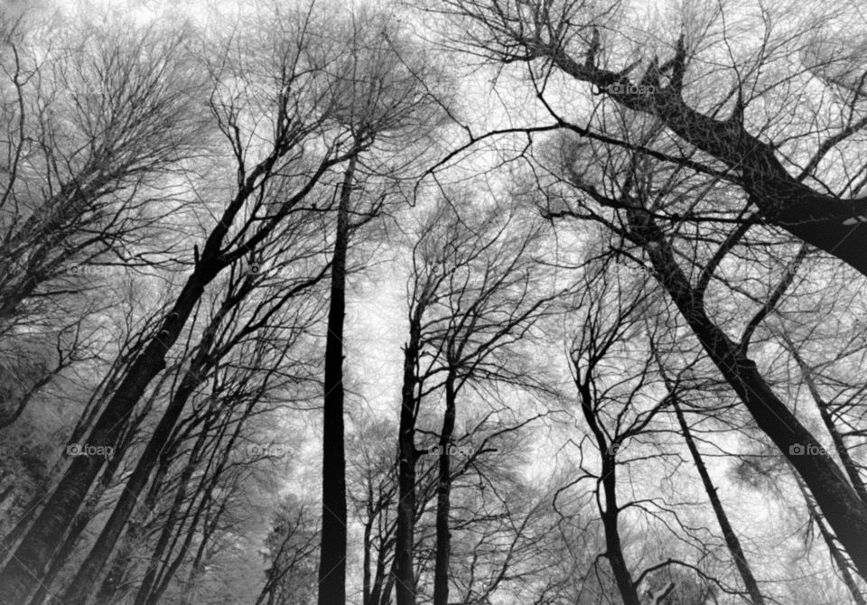 trees in winter.