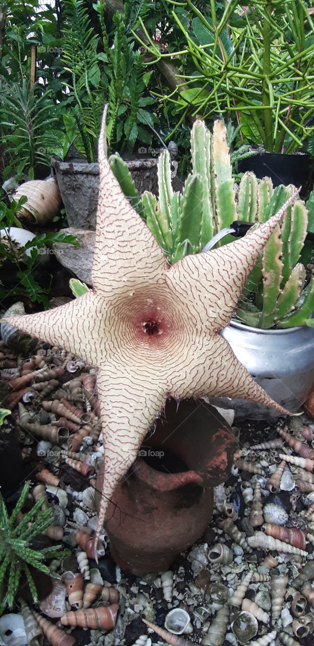 a big star in my garden today cactus bloom...cactus collection