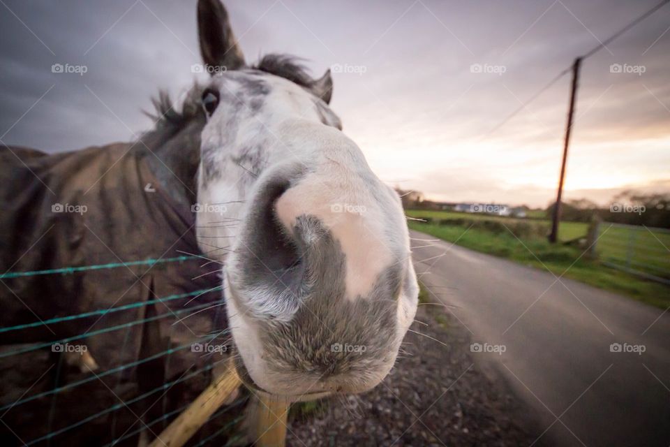 Farm horse on a green grass field 