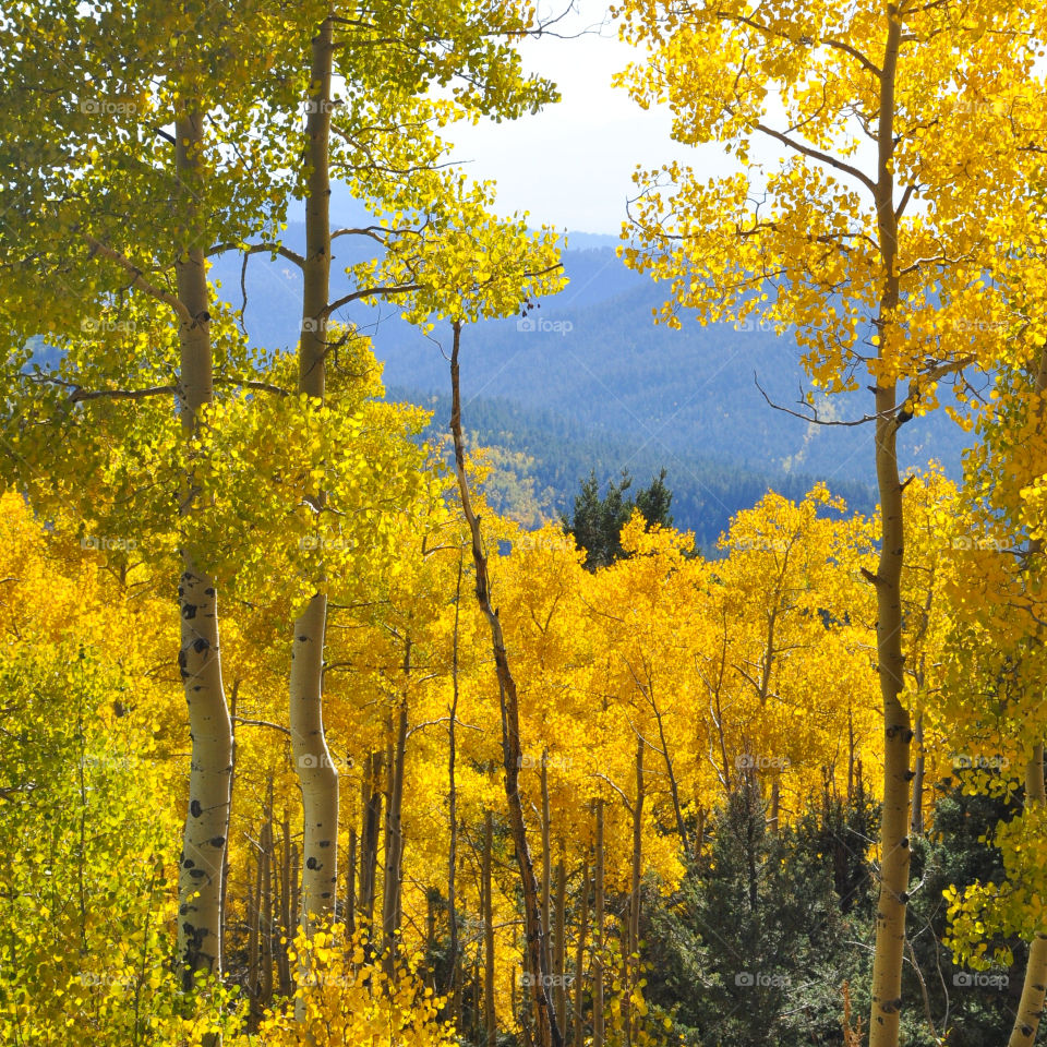 Autumn brings the most beautiful display of colors. A spectacular gold Aspen grove in the Rocky Mountains.