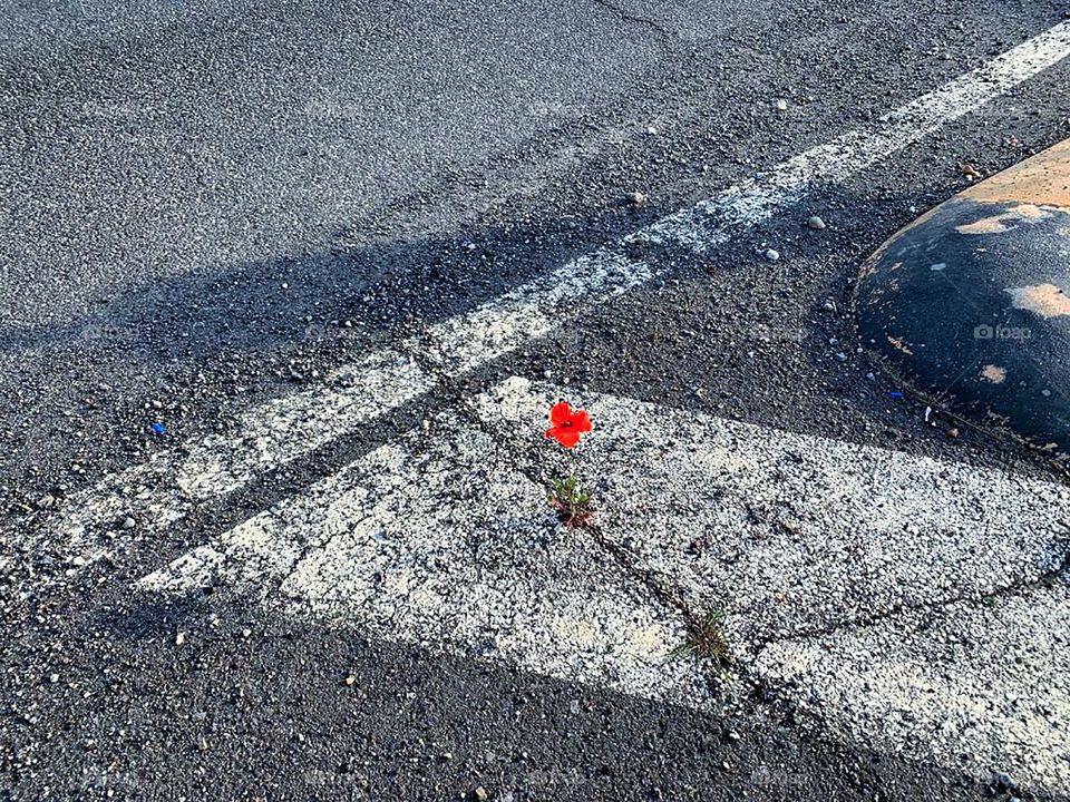 Human and nature.  A red poppy has grown in a crack in a highway road.  Part of the highway